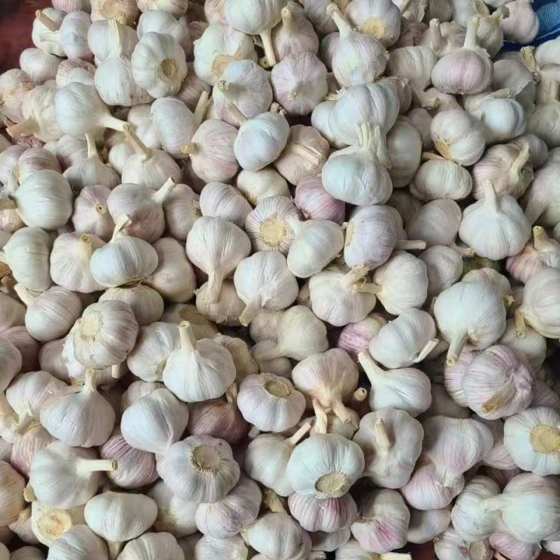 Buy Fresh Garlic High Quality Garlic Wholesale $880~1160/Ton - Image 5