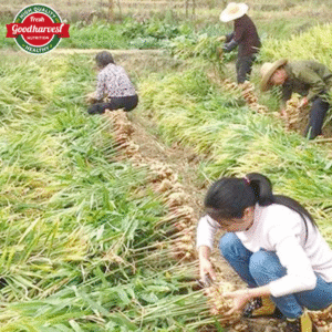 China Wholesale Ginger Root 1ton